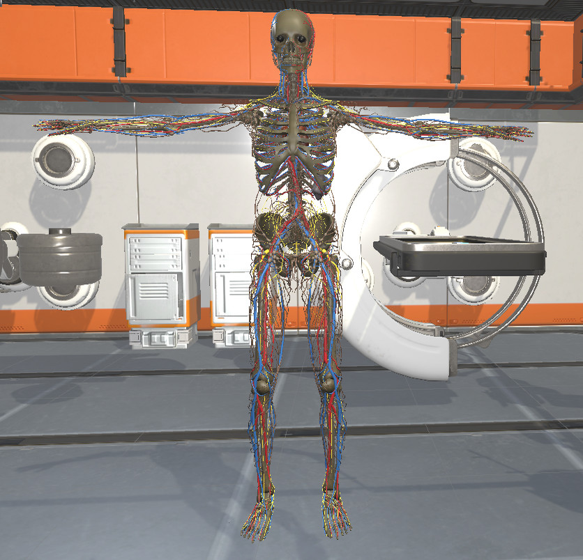 Surgical Study and 3D Skeletons for Medical School Students Free Download