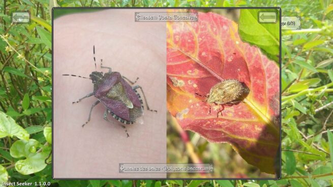 Insect Seeker Free Download